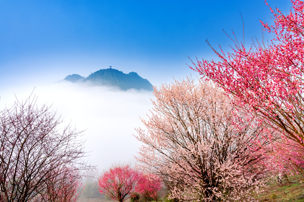 镜头 | 春光做序 万物和鸣